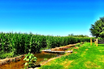 Corn Maze -Photo taken by Alexandra Gaspar